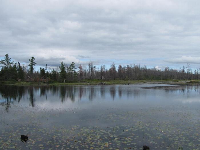 Swamp Lakes Moose Refuge Nature Sanctuary