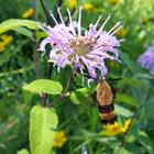Sauk Indian Trail Prairie Plant Preserve - bergamot with moth